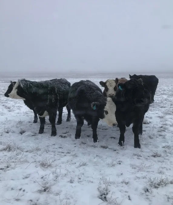 Kış Kapıda: Sürünüzü Soğuk Stresinden Koruyacak Yönetim Rehberi
